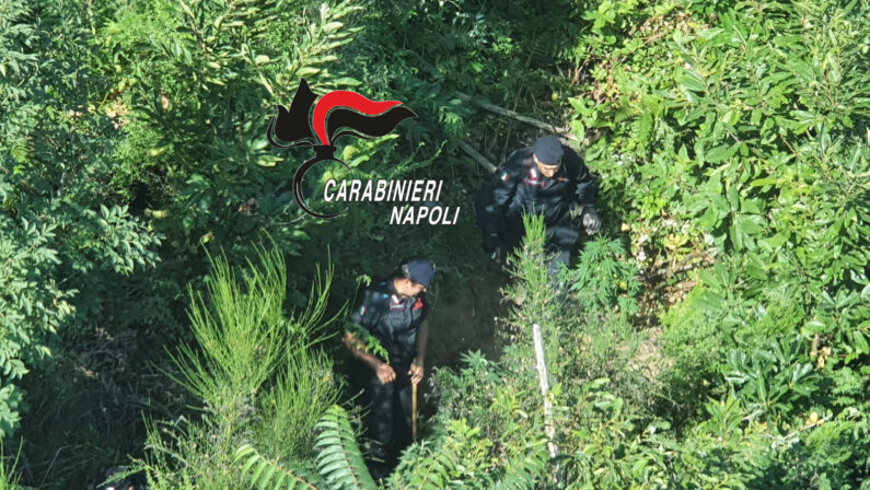 Napoli, nuovo sequestro di 500 piante di cannabis sui Monti Lattari