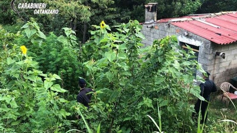 Piantagione di marijuana scoperta nel Catanzarese, arrestato un uomo