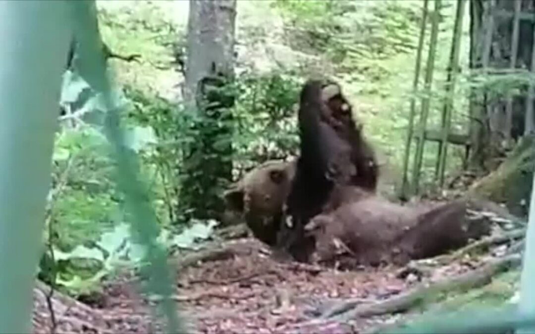 Ecco l’orso che si tiene in forma con il fitness