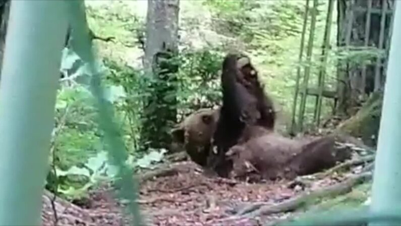 Ecco l’orso che si tiene in forma con il fitness