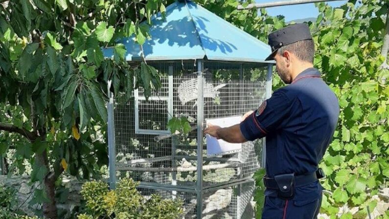 Deteneva uccelli di specie protetta in voliere private, denunciato un uomo in provincia di Cosenza