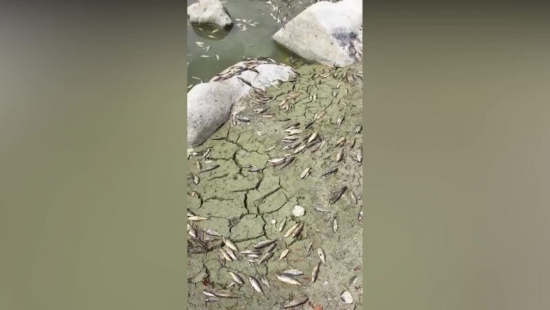 Pesci morti e acque inquinate all’Alcantara