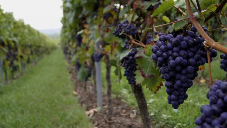 Vendemmia, allarme Cia “Troppi ostacoli per contratti a stranieri”