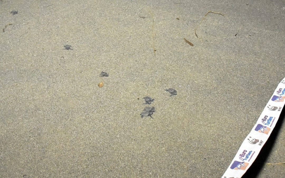 Alcune delle tartarughe subito dopo la schiusa delle uova