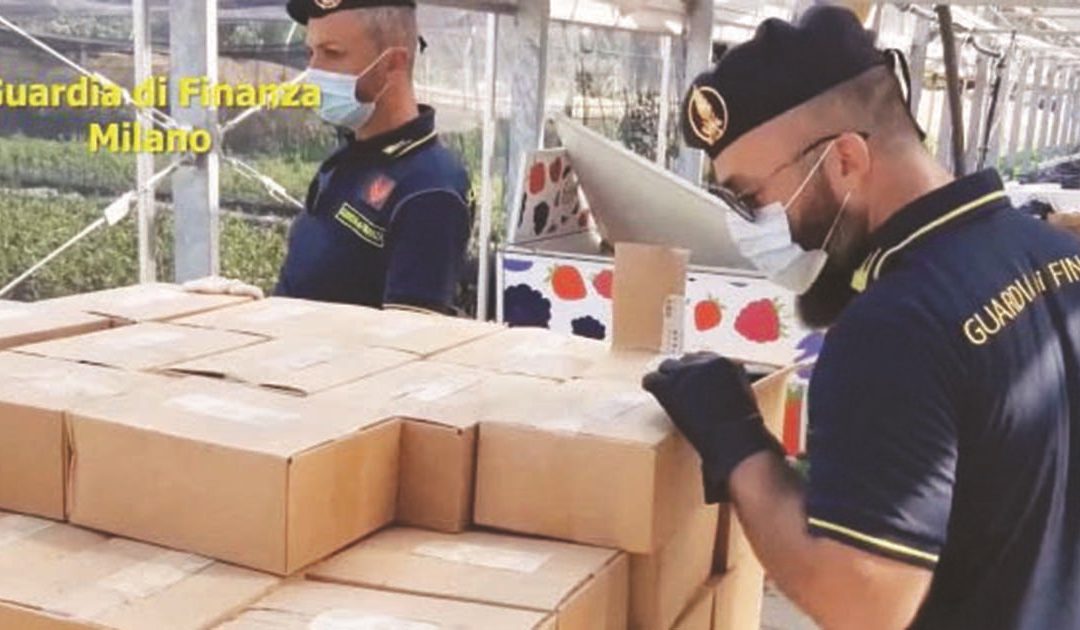 IL CASO STRABERRY, UNA STARTUP DALLE STELLE ALLE STALLE