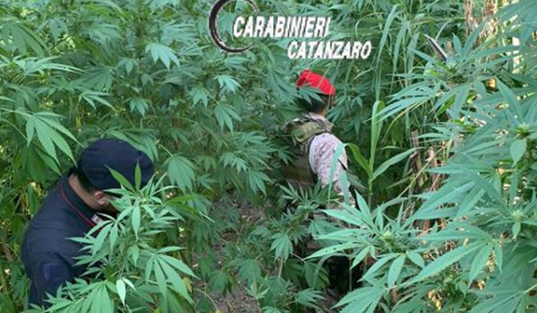 Altre due coltivazioni di canapa scoperte dai carabinieri a Tiriolo in provincia di Catanzaro