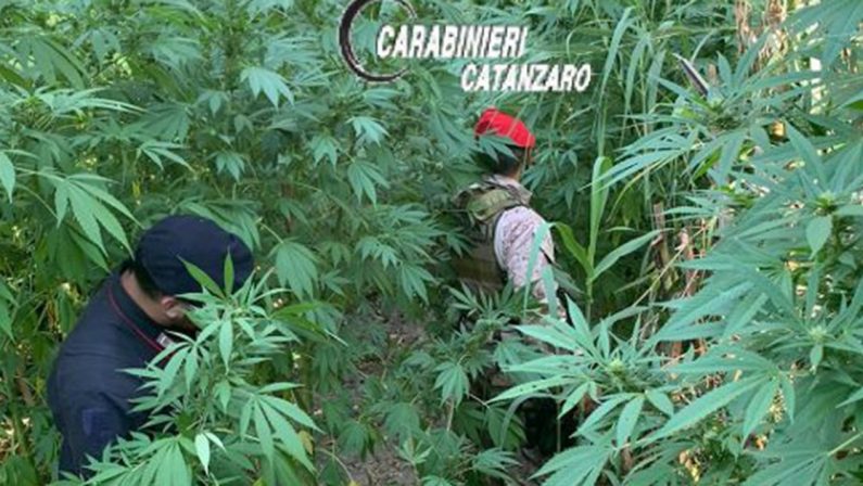 Altre due coltivazioni di canapa scoperte dai carabinieri a Tiriolo in provincia di Catanzaro