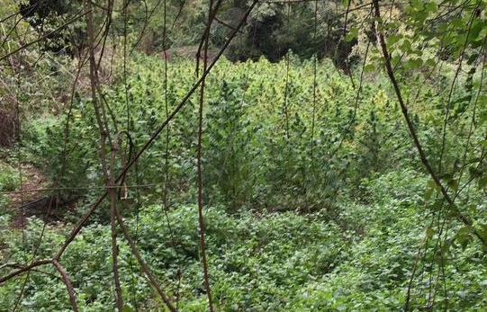 Droga, piantagione scoperta nel Cosentino: sequestrati 300 arbusti