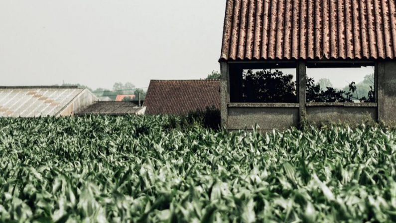 Tabacco, il Veneto ai vertici della produzione italiana di qualità