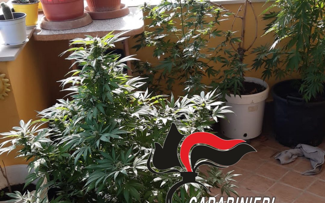 Calvizzano: coltiva marijuana “per scherzo” ma finisce in manette. 45enne arrestato dai Carabinieri