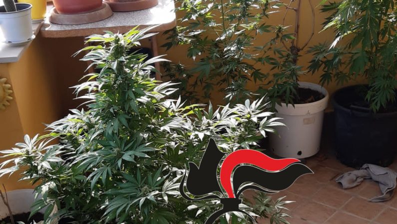 Calvizzano: coltiva marijuana “per scherzo” ma finisce in manette. 45enne arrestato dai Carabinieri