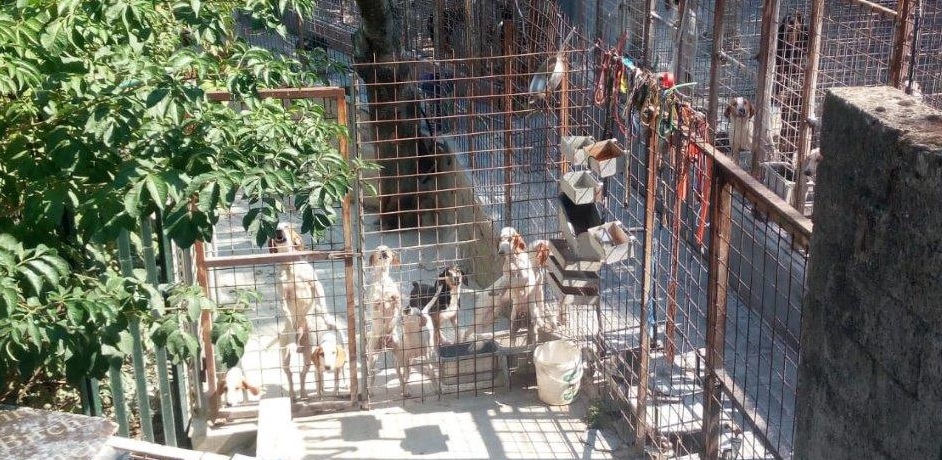 Il canile sequestrato