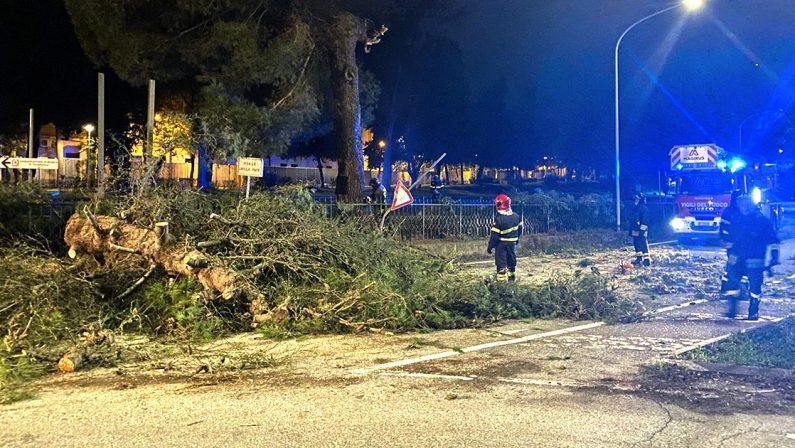 Vibo Valentia, tragedia sfiorata in città: grande albero cade abbattendosi in mezzo alla strada