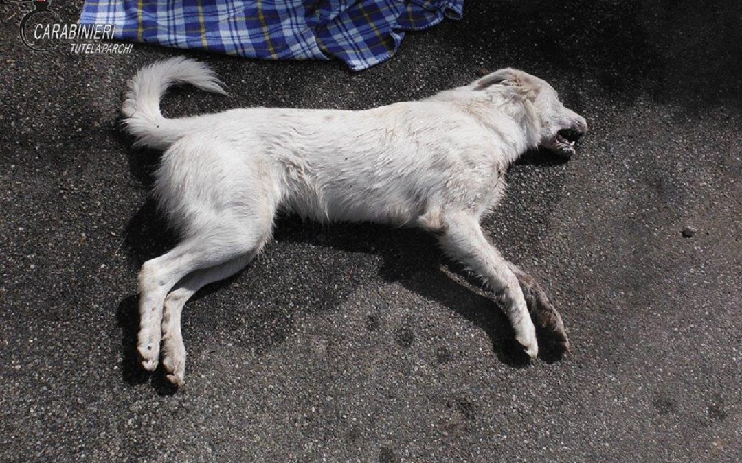 Due cani avvelenati in provincia di Catanzaro, avviate indagini dei carabinieri