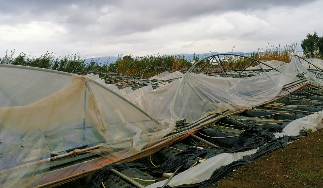 Maltempo, tromba d’aria a Curinga nel Catanzarese, danni ingenti alle colture
