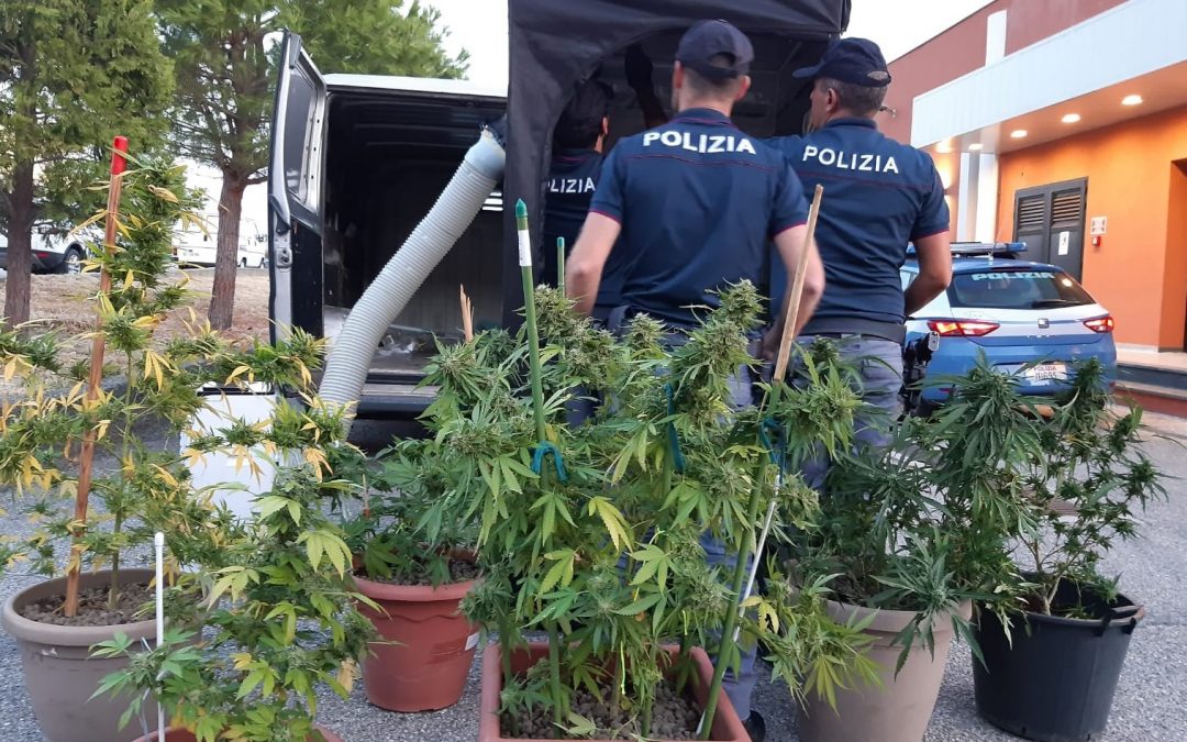 Alcune delle piante di marijuana sequestrate