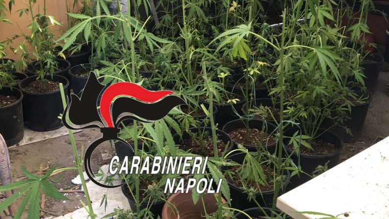 Torre del Greco: Una serra di marijuana nel suo casolare, arrestato 41enne