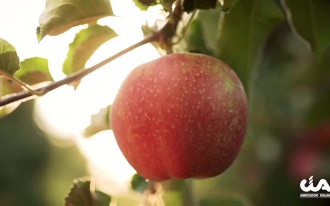Agricoltura, la sfida è ripartire dal futuro