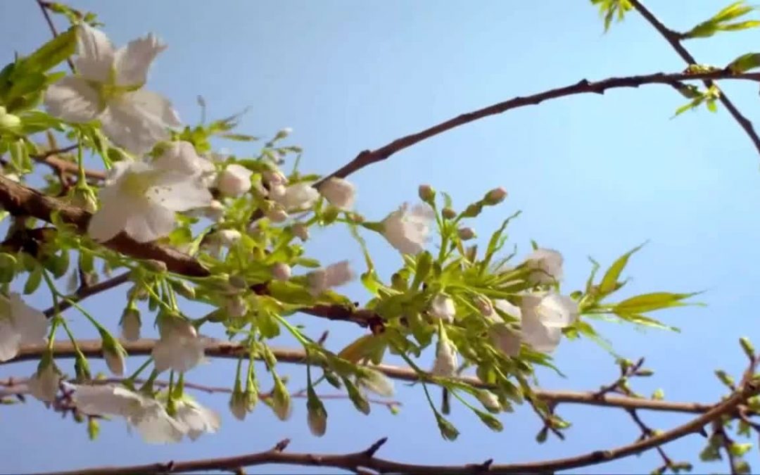 Madre Terra – campagna #NoFakeFood