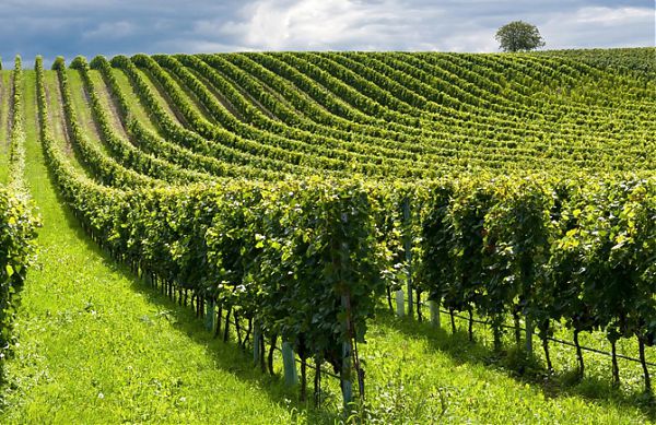 Agricoltura motore di sostenibilità per il 90% degli italiani
