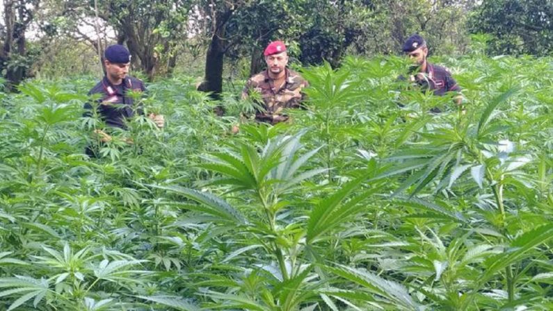 Operazione "Dioniso", chiuso un mercato della droga nel Reggino: 6 arresti