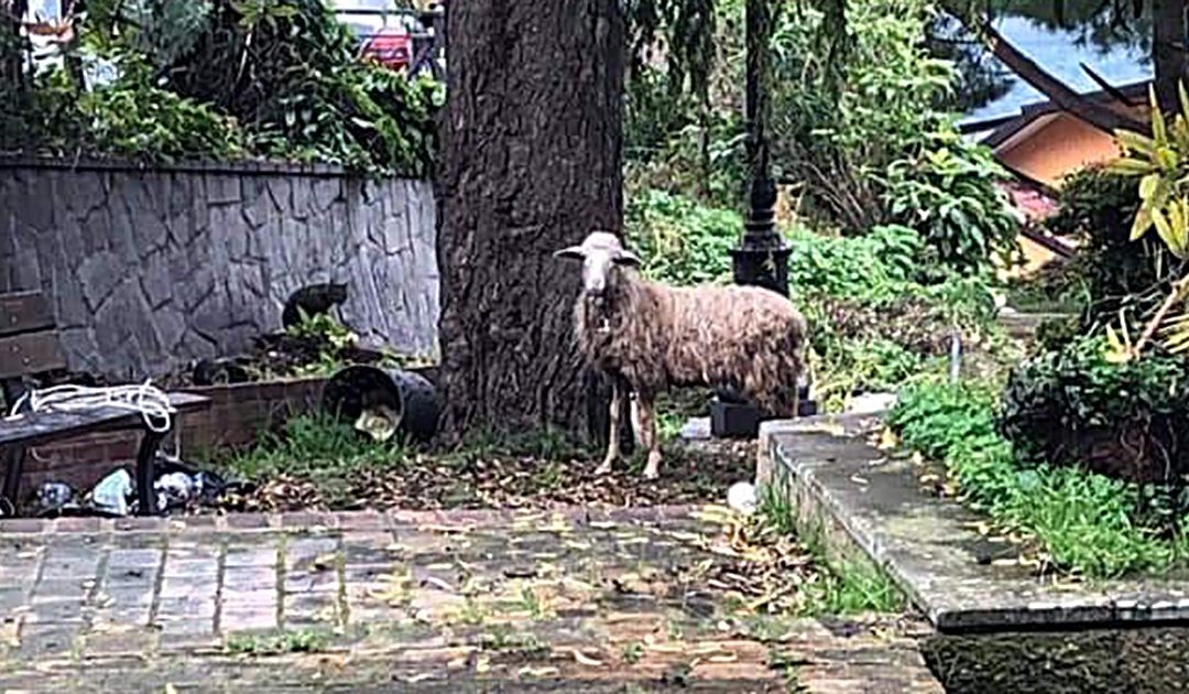 La pecora avvistata a Vibo Valentia (Foto FANTASIA)