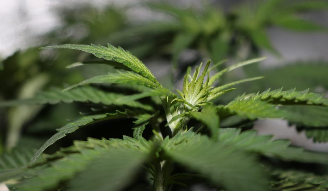 Quattro piante di cannabis in casa, primo sì alla Camera. Contrario il centrodestra