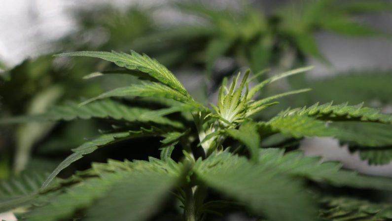 Quattro piante di cannabis in casa, primo sì alla Camera. Contrario il centrodestra