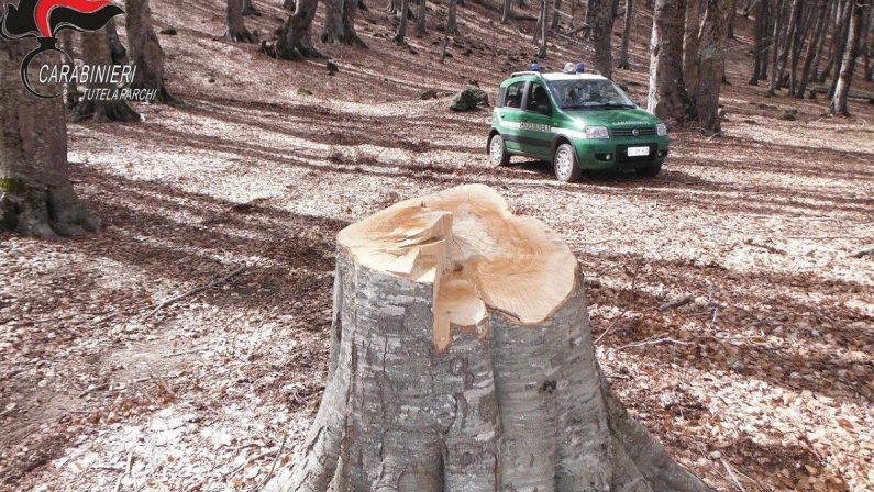Tre persone denunciate nel Crotonese per taglio di alberi e manufatti edilizi abusivi