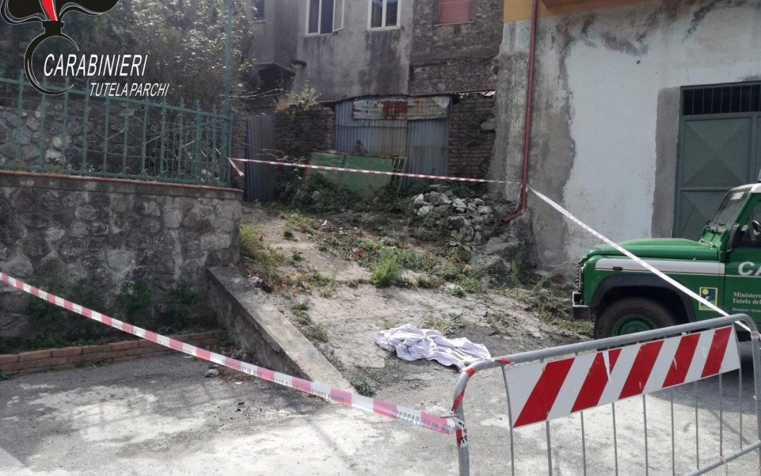 Il luogo dove sono state ritrovate le carcasse dei cani