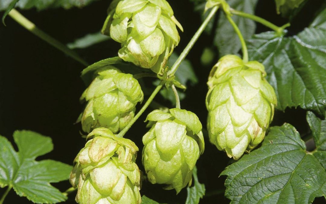 Copagri “Supportare la filiera del luppolo per la birra 100% italiana”