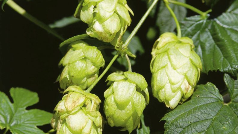 Copagri “Supportare la filiera del luppolo per la birra 100% italiana”