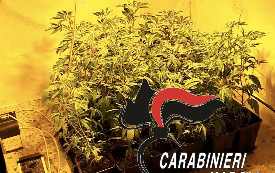 SCAMPIA: coltiva marijuana in uno stanzino di casa. 36enne arrestato dai Carabinieri