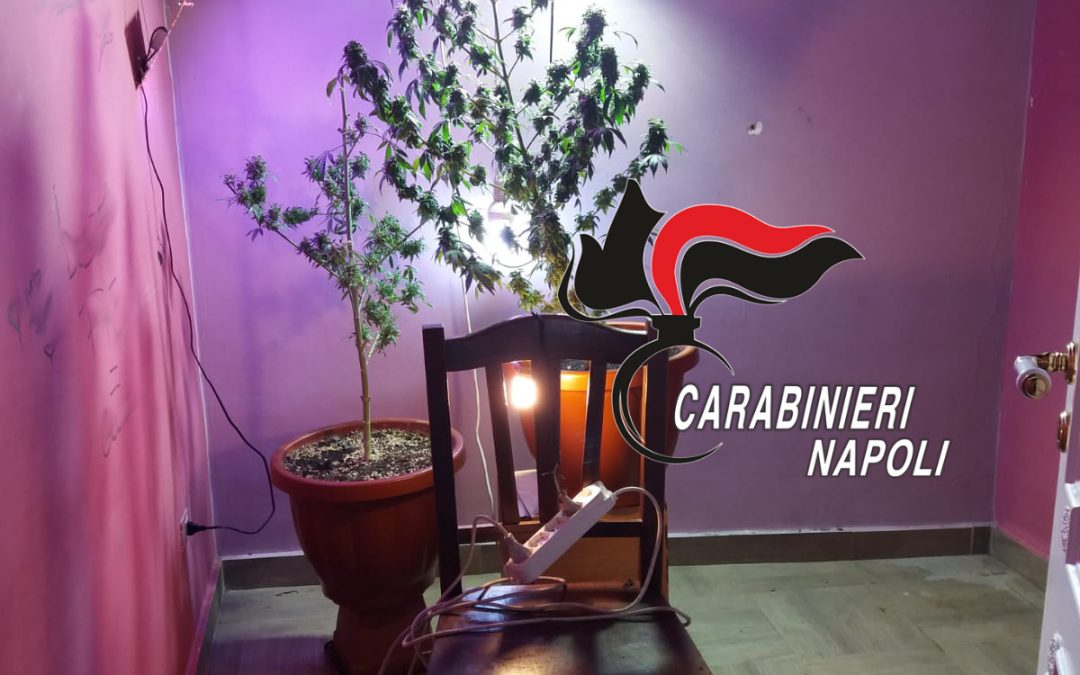 Coltivava cannabis in casa, 39enne arrestato
