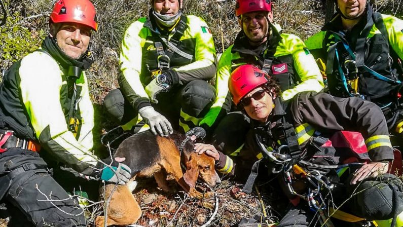 Un cane scivola in un dirupo nel Cosentino, lo recuperano i vigili del fuoco