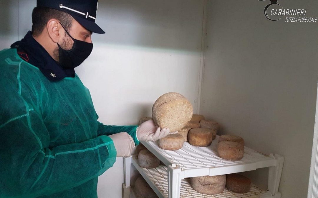 Forme di formaggio non conservate in maniera idonea sequestrate dai carabinieri in due caseifici del Cosentino