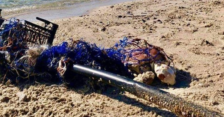 Tartaruga Caretta caretta morta sulla spiaggia di Capo Vaticano: era impigliata in una rete