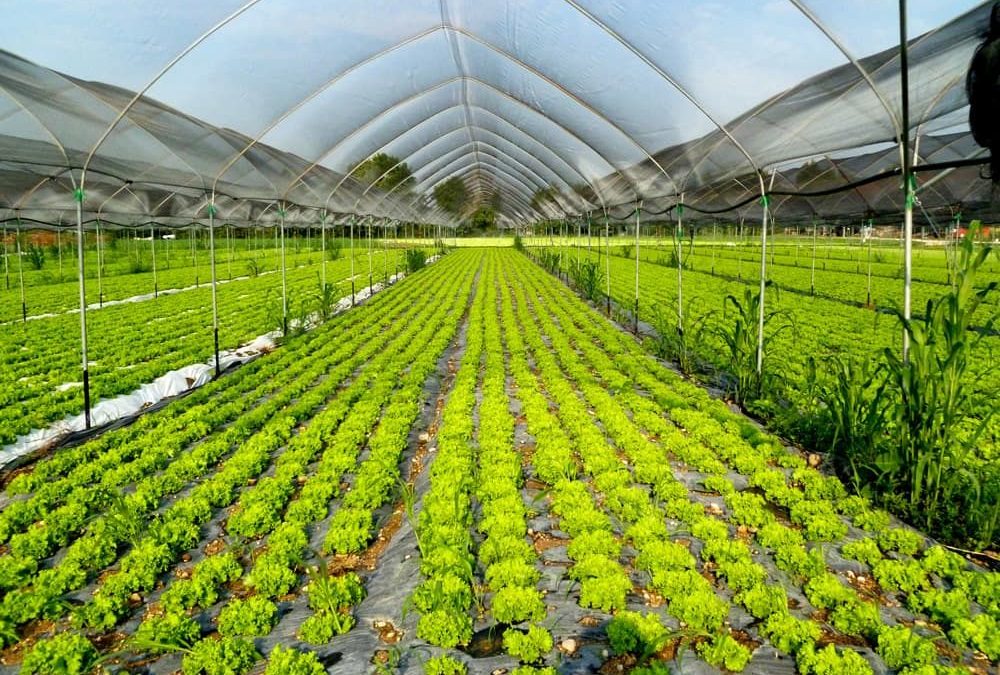 Assobenefit e AssoBio insieme per promuovere la sostenibilità integrale
