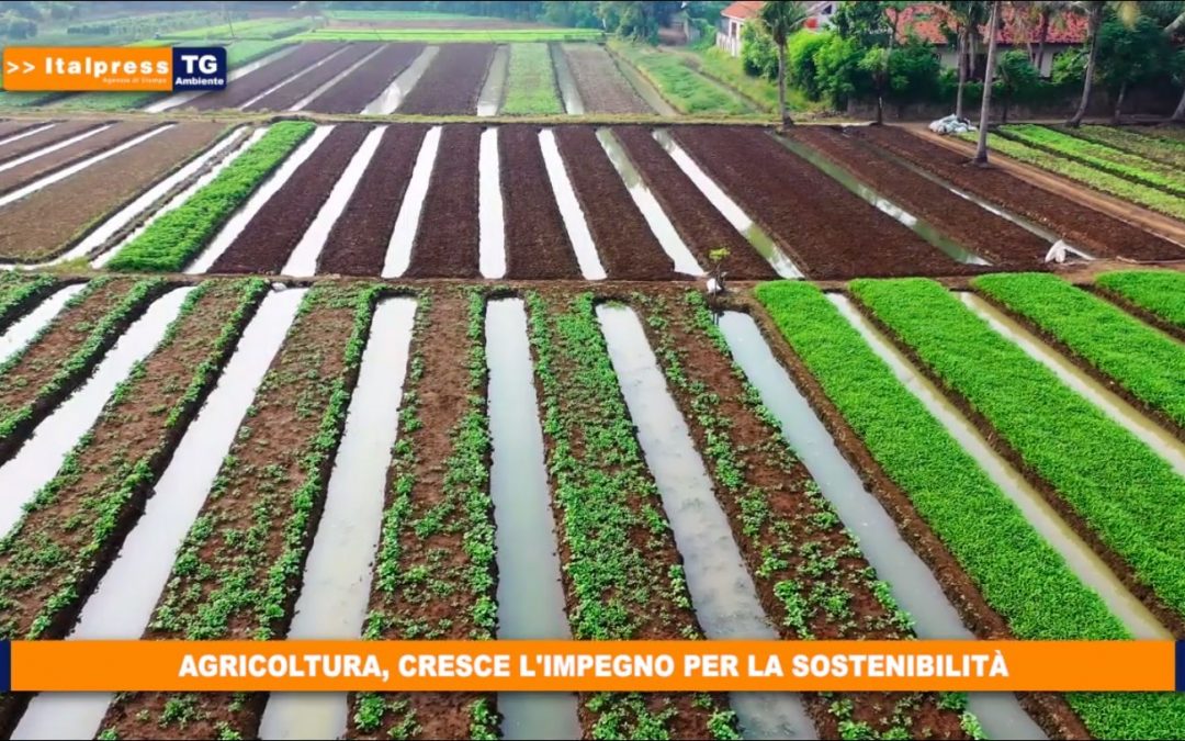 Italpress e Ideegreen siglano partnership per diffusione Tg Ambiente