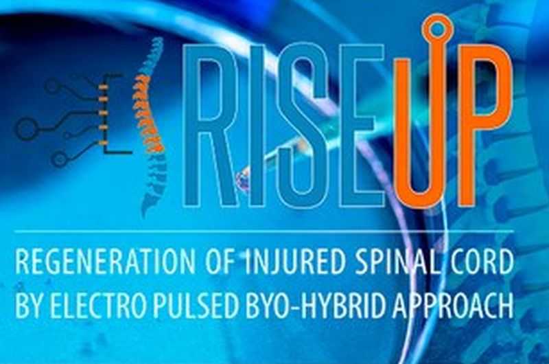 Nuovo metodo per rigenerare le lesioni del midollo spinale