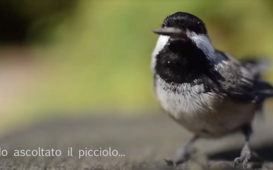 Giornata Mondiale della Poesia, nasce il #poetuber
