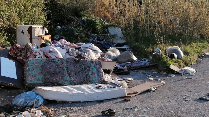 Vibo, strade invase da rifiuti e cinghiali «ma per il comune non è un problema urgente»