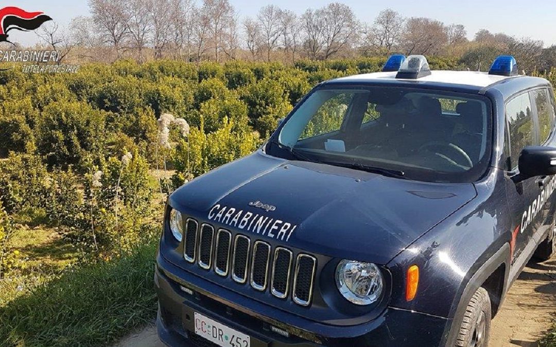Agrumeti abusivi sul fiume Crati, 16 persone denunciate