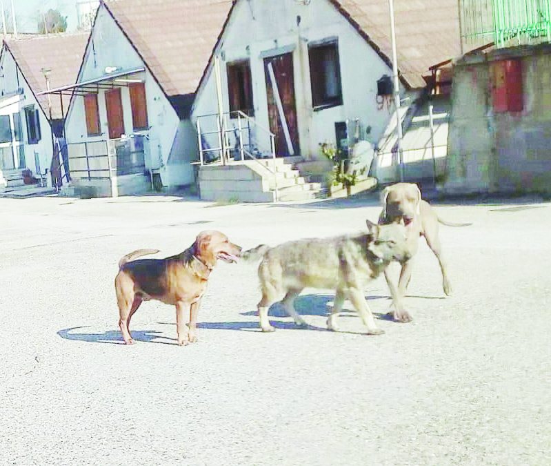 La lupa immortalata a Bucaletto con altri cani (Foto dal profilo facebook di “Fuorisentiero”)