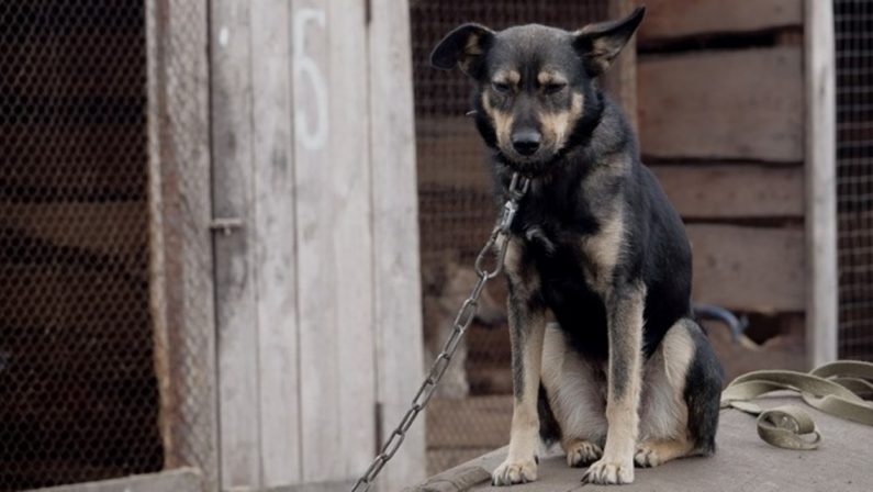 L’appello di Save the dogs al governatore De Luca: «Sanzioni severe per chi tiene cani alla catena»