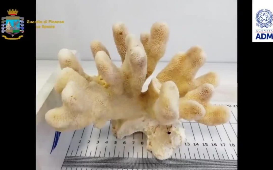Prodotti ottenuti da specie in via d’estinzione, 6 denunce