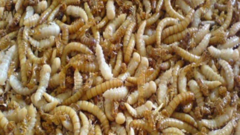 Da Ue via libera a vermi farina gialla essiccati come alimento