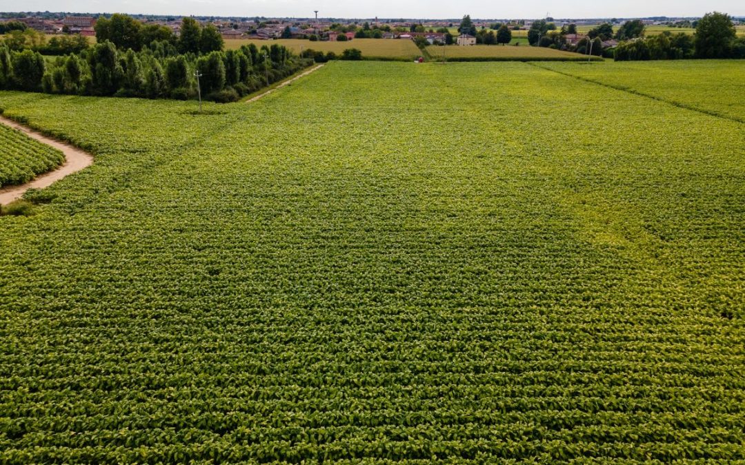 Filiera agricola del tabacco, accordo Philip Morris-Coldiretti