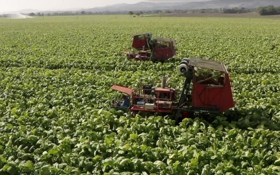 Tabacco, intesa Coldiretti-Philip Morris per la sostenibilità
