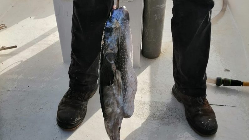 Un pesce tropicale pescato nelle acque di Cetraro: primo caso nel Tirreno